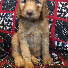Labradoodle Puppies from Hippie Hollow Doodles