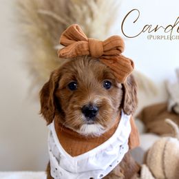 Girl 1 - Red  Goldendoodle puppy in Chesapeake, Virginia from Heart to Heart Doodles