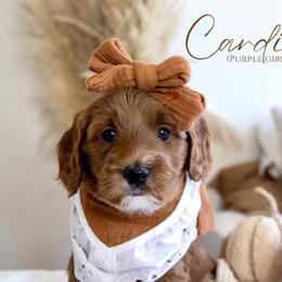 Girl 1 - Red  Goldendoodle puppy in Chesapeake, Virginia from Heart to Heart Doodles