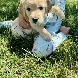 Golden Retriever Puppies from Paisley's Goldens