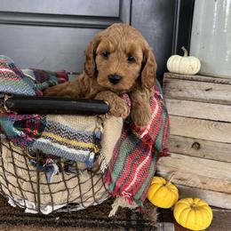 Ryder - Buff and white male Cockapoo puppy in Ephrata, Pennsylvania from Windy Ridge Cockapoos