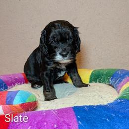 Slate - Black and white male Cockapoo puppy in Sunset, Louisiana from Cano Cockapoos