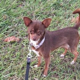 Fibi - Chihuahua