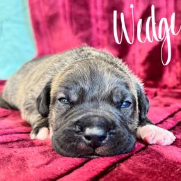 Wedge - Fawn brindle male American Pit Bull Terrier puppy in Nine Mile Falls, Washington from Bartin Kennels