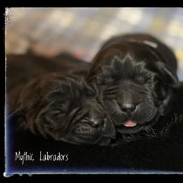 Black Female (Only one Female Spot Available) - Black female Labrador Retriever puppy in Malabar, Florida from Mythic Labradors, LLC