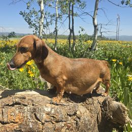 Rosie - Dachshund
