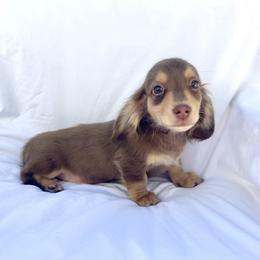 White - Dapple male Dachshund puppy in Silver Springs, Florida from DeMarsh's Dachshunds