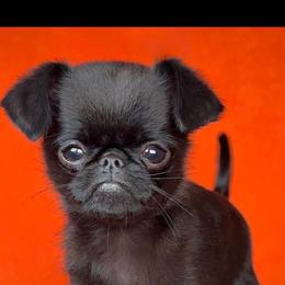 Ochi - Brussels Griffon