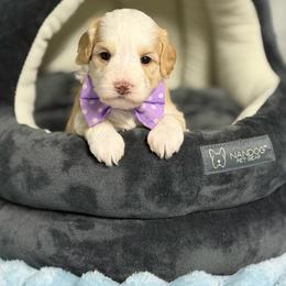 Starburst - Caramel red female Australian Labradoodle puppy in Calhoun, Louisiana from Arrowhead Australian Labradoodles