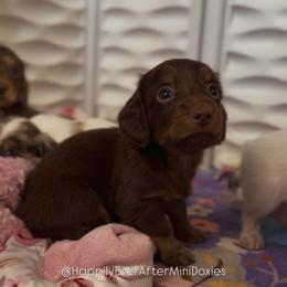 Skyler - Chocolate and tan male Dachshund puppy in Robesonia, Pennsylvania from Happily Ever After’s Puppies