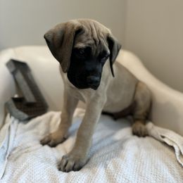 Mastiff Puppies from MLJ Mastiffs Florida