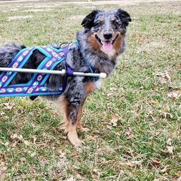 Australian Shepherd All Grown Up from Einhorn Aussies