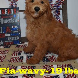 Goldendoodle Puppies from Hilltop Pups By Abby,LLC