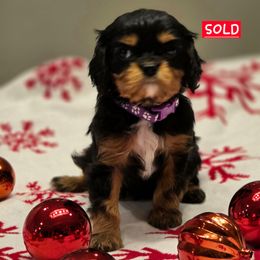 CARMELLO - Black and tan female Cavalier King Charles Spaniel puppy in Lehi, Utah from Angels and Nobility Cavaliers