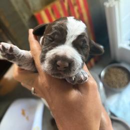 Ironman - Chestnut and gray male Wirehaired Pointing Griffon puppy in Grangeville, Idaho from Happy Hollow Griffons