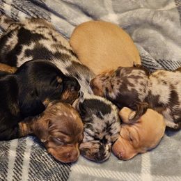 Dachshunds from A & J Miniature Dachshunds