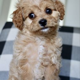 Hermione - Apricot female Cavapoo puppy in Vineyard, Utah from Pitter Patter Puppies