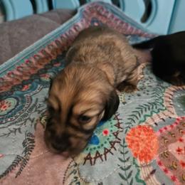 Girl 1 - Black and cream female Dachshund puppy in Lebanon, Oregon from Willow Moons Dachshunds