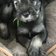 Standard Schnauzer Puppies from Goldwynn Standard Schnauzers