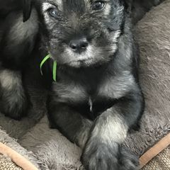 Standard Schnauzer Puppies from Goldwynn Standard Schnauzers