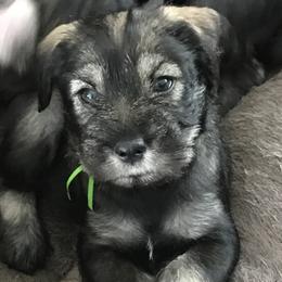 Standard Schnauzer Puppies from Goldwynn Standard Schnauzers