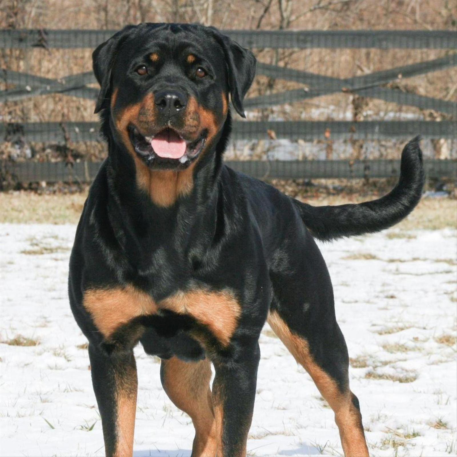 Adult rottweiler with a tail stands in the snow 