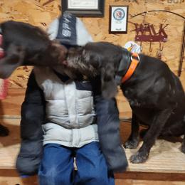 Deutsch-Drahthaar Puppies from vom Cornerstone