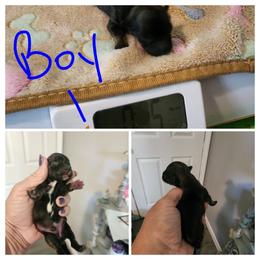 Boy 1 - Black and tan brindle male Havanese puppy in Bourbon, Missouri from Bouncy Bubbly Havanese