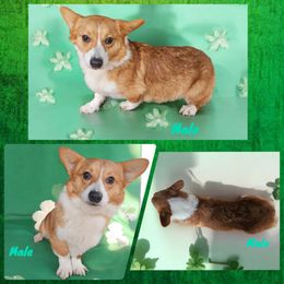 Male 3 - White and red Pembroke Welsh Corgi puppy in Unicoi, Tennessee from Unaka Mountain Corgis