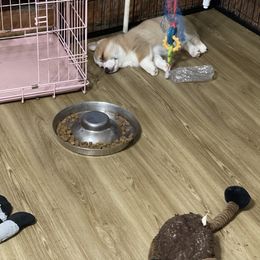 Pembroke Welsh Corgi Puppies from Shenanigans Ranch