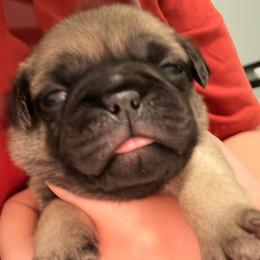 Jackson (Gray Collar) - Fawn male Pug puppy in Frisco, Texas from RD Pugs