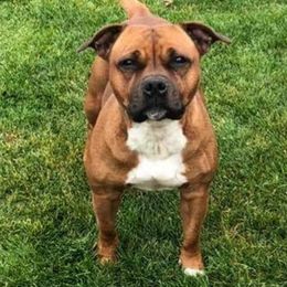 Staffordshire Bull Terrier All Grown Up from Spitfire 81 Staff's