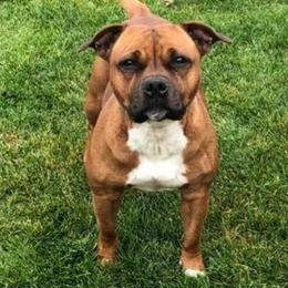Staffordshire Bull Terrier All Grown Up from Spitfire 81 Staff's