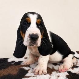 Yukon - Black white and brown male Basset Hound puppy in Denison, Texas from Emma Lou's Baby Bassets