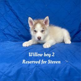 Willow boy 2 - Brown and white male Siberian Husky puppy in Ocala, Florida from Florida Husky Puppies