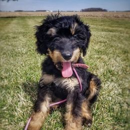 Bernedoodle and Shih Tzu Puppies from Route 66 Poodles & Doodles, Sapphire Shih-tzu's of Ohio