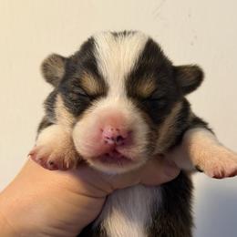 Boy 3 - Black and tan male Pembroke Welsh Corgi puppy in Helmville, Montana from Calie’s Corgis