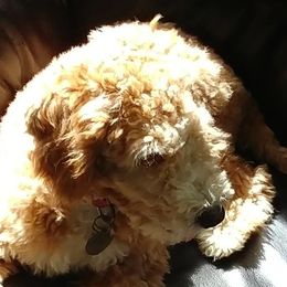 Goldendoodles from Mini Doodles Dandy