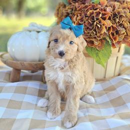 Cinnamon - Red female Bernedoodle puppy in Russell Springs, Kentucky from 270 Doodles