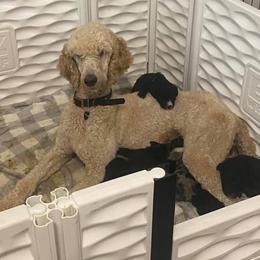 American Bully, Bernedoodle, Poodle, Sheepadoodle, and Whoodle Puppies from Wonderland’s Boujie Kennels