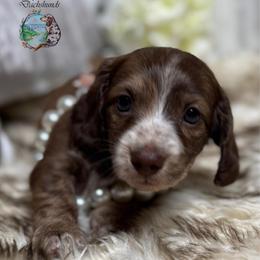 Golden Tempo (Goldie) - Brindle female Dachshund puppy in Fayetteville, West Virginia from Loop Creek Dachshunds