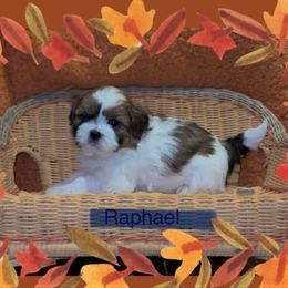 Raphael - Black and white male Companion Cross puppy in Fresno, Texas from Leslie’s Shih Tzus