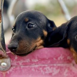 Dachshunds from Ruffski Pups Kennels