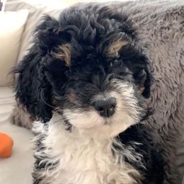 Bernedoodle Puppies from Natchez Trace Doodles