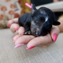 Chocolate silk - female Australian Mountain Doodle puppy in Murray, Utah from Sun Valley Doodles