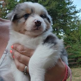 Australian Shepherd and Golden Retriever Puppies from Barking Creek Ranch