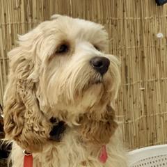 Swagger - Australian Cobberdog