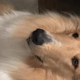 Collies from Gem Stone Collies