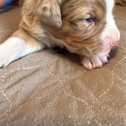 Tortellini Girl 1 (Hydrangea) - Red merle female Australian Shepherd puppy in Johnson City, Tennessee from St. Isidore Australian Shepherds