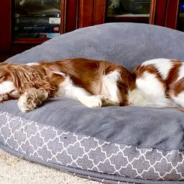 Cavalier King Charles Spaniel Puppies from Bella Fleur Cavaliers